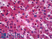 Anti-ZEB2 Antibody (aa71-120) IHC-plus LS-B5497