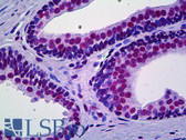 Anti-PRKDC / DNA-PKcs Antibody (clone 1B9) IHC-plus LS-B5503