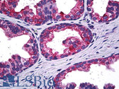 Anti-MAPK13 / p38delta Antibody (clone 2D8) IHC-plus LS-B5506