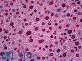 Anti-HES5 Antibody (aa83-95) IHC-plus LS-B5507
