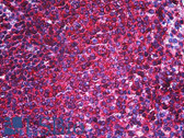 Anti-CD44 Antibody (clone IM7) IHC-plus LS-B5508