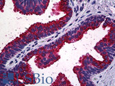 Anti-MAPK13 / p38delta Antibody (clone 1E11) IHC-plus LS-B5519