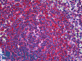 Anti-RALB Antibody (clone 4D1) IHC-plus LS-B5523