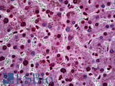 Anti-SGK1 / SGK Antibody (clone 3E3) IHC-plus LS-B5532