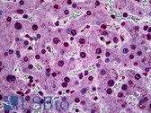 Anti-SGK1 / SGK Antibody (clone 1C4) IHC-plus LS-B5533