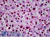 Anti-SGK1 / SGK Antibody (clone 3G8) IHC-plus LS-B5535