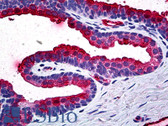 Anti-TIMP2 Antibody (clone 5B11) IHC-plus LS-B5545