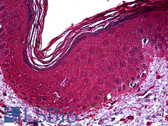 Anti-NR2C2 / TAK1 Antibody (clone 2A5) IHC-plus LS-B5546