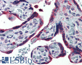 Anti-ERP44 Antibody (Internal) IHC-plus LS-A8262