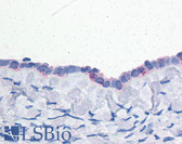 Anti-ENPP3 / CD203c Antibody (C-Terminus) IHC-plus LS-A9196