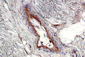 Fibronectin IHC Antibody