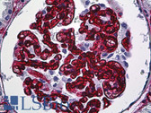 Anti-CD34 Antibody (clone QBEnd/10) IHC-plus LS-B5552