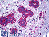 Anti-Melanoma Antigen NKI/C3 Antibody (clone NKI/C3) IHC-plus LS-B5564