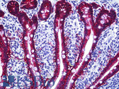 Anti-ESA / EPCAM Antibody (clone VU-1D9) IHC-plus LS-B5566