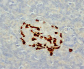 Glucagon IHC Antibody