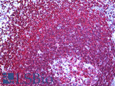 Anti-CD45RA Antibody (clone MB1) IHC-plus LS-B5572
