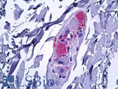 Anti-Substance P Antibody IHC-plus LS-B5573