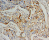 IFITM1 IHC Antibody