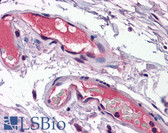 Anti-SPP1 / Osteopontin Antibody (N-Terminus) IHC-plus LS-B5626