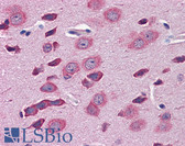 Anti-TBR1 Antibody (aa51-100) IHC-plus LS-B5630