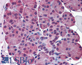 Anti-ELF5 Antibody (aa101-150) IHC-plus LS-B5633