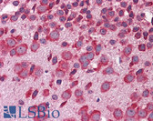 Anti-FBXW7 / FBW7 Antibody (aa251-300) IHC-plus LS-B5634