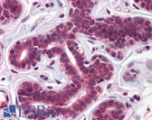 Anti-TBX18 Antibody (aa511-560) IHC-plus LS-B5638