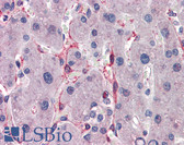 Anti-SIAH1 Antibody (aa191-240) IHC-plus LS-B5639