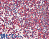 Anti-WDHD1 Antibody (C-Terminus) IHC-plus LS-B5642