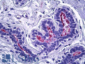 Anti-Ezrin + Radixin + Moesin Antibody (aa524-573) IHC-plus LS-B5655