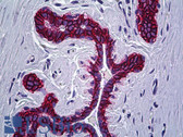 Anti-ESA / EPCAM Antibody (clone AUA1) IHC-plus LS-B5682