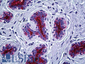 Anti-EMA / MUC1 Antibody (clone CM1) IHC-plus LS-B5683