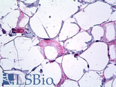 Anti-Endostatin Antibody (aa801-850) IHC-plus LS-B5686