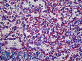 Anti-VWF / Von Willebrand Factor Antibody (FITC) IHC-plus LS-B5692