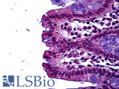 Anti-LEO1 Antibody (aa550-600) IHC-plus LS-B5697