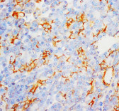 MPO (Myeloperoxidase) IHC Antibody