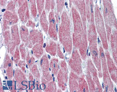 Anti-WNT10B Antibody (aa251-300) IHC-plus LS-B5721