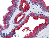 Anti-KL / Klotho Antibody (aa720-769) IHC-plus LS-B5728