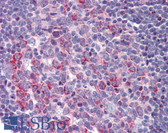 Anti-CXCR2 Antibody (N-Terminus) IHC-plus LS-B5733