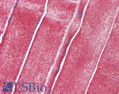 Anti-SLC36A2 Antibody (aa36-85) IHC-plus LS-B5776