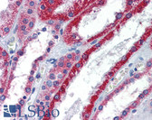 Anti-ATP1B1 Antibody (aa201-250) IHC-plus LS-B5781
