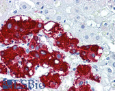 Anti-PDPN / Podoplanin Antibody (C-Terminus) IHC-plus LS-B5782