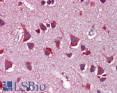 Anti-NRG3 Antibody (aa540-589) IHC-plus LS-B5783