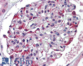 Anti-TDO2 Antibody (N-Terminus) IHC-plus LS-B5791