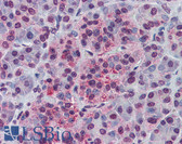 Anti-NDE1 / NUDE Antibody (aa218-267) IHC-plus LS-B5804