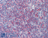 Anti-MYH9 Antibody (C-Terminus) IHC-plus LS-B5806