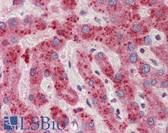 Anti-YWHAZ / 14-3-3 Zeta Antibody (C-Terminus) IHC-plus LS-B5807