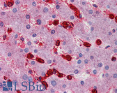Anti-MAP4K4 Antibody (aa287-336) IHC-plus LS-B5815