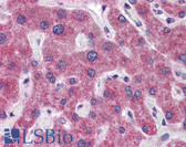 Anti-RHBG Antibody (aa362-411) IHC-plus LS-B5816