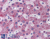 Anti-TMPRSS6 Antibody (aa71-120) IHC-plus LS-B5835